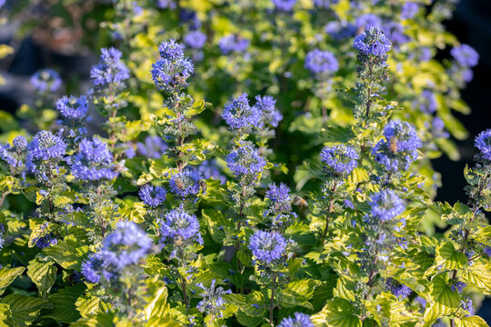 Caryopteris x clandonensis. This plant produces light blue flowers. It's also called bluebeard.