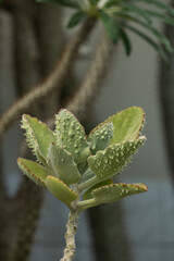 Interesting green leaf of succulent.
