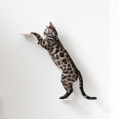 Bengal-katzen, Bengalkatze