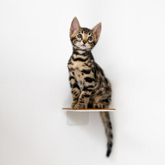 Bengal-katzen, Bengalkatze