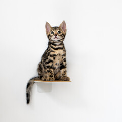 Bengal-katzen, Bengalkatze