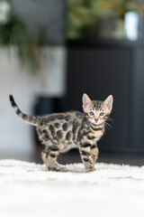 Bengal-katzen, Bengalkatze