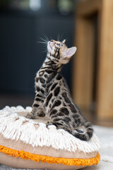 Bengal-katzen, Bengalkatze