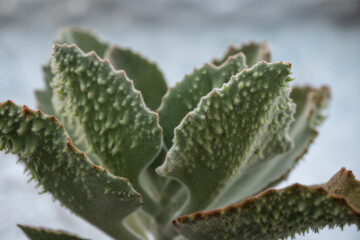 Interesting green leaf of succulent.

