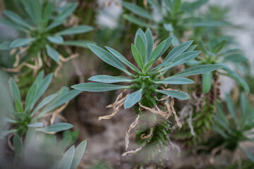 Interesting green leaf of succulent.
