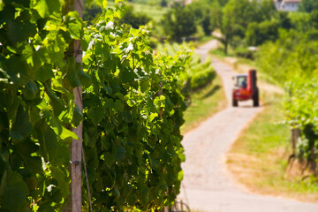 Reben Weinberge
