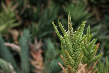 Interesting green leaf of succulent.

