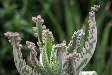 Interesting green leaf of succulent.
