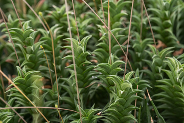 Interesting green leaf of succulent.
