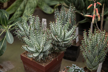 Interesting green leaf of succulent.

