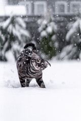 Bengal-katzen, Bengalkatze
