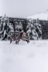 Bengal-katzen, Bengalkatze