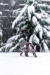 Bengal-katzen, Bengalkatze