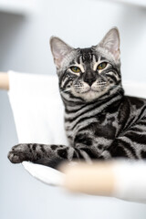 Bengal-katzen, Bengalkatze