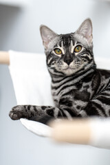 Bengal-katzen, Bengalkatze