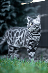 Bengal-katzen, Bengalkatze