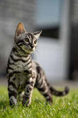 Bengal-katzen, Bengalkatze
