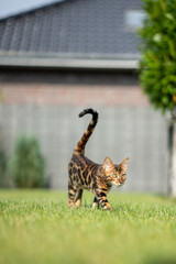 Bengal-katzen, Bengalkatze