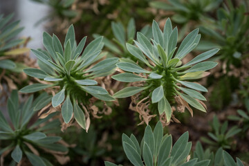 Interesting shape of a succulent leaf.