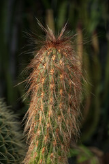 Cactus in detail with thorns.