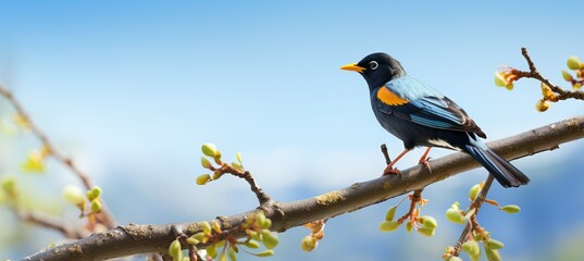 Naklejka premium Common Myna bird. Generative AI technology. 
