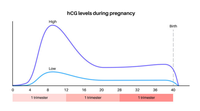Hormones in pregnancy