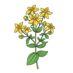 St Johns Wort Hypericum medicinal plant diagram schematic vector illustration. Medical science educational illustration