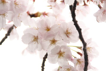 cherry blossom
