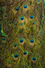 Obraz premium Peacock feathers close up. Beautiful peacock feathers background.