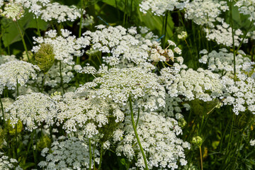 Daucus carota known as wild carrot blooming plant - obrazy, fototapety, plakaty