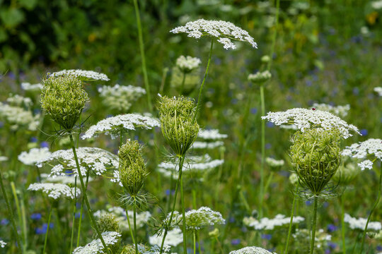 Daucus carota known as wild carrot blooming plant