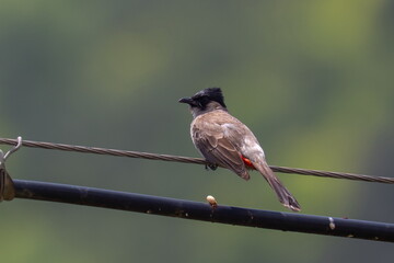Sooty-headed bulbuls (Pycnonotus aurigaster)