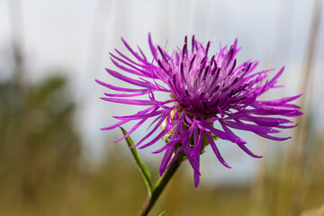 Centaurea jacea, the Brown Knapweed, known also as Brown-rayed Knapweed, Brownray Knapweed and Hardheads