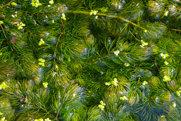 Close up of the aquatic plant Ceratophyllum coontails, hornworts floating on the surface of the water in a pond. Europe