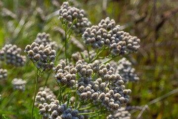 Common yarrow Achillea millefolium white flowers close up, floral background green leaves. Medicinal organic natural herbs, plants concept. Wild yarrow, wildflower