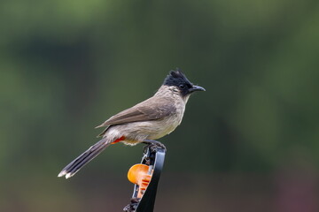 Sooty-headed bulbuls (Pycnonotus aurigaster)