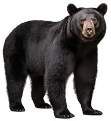 standing black bear isolated on a white background as transparent PNG © Flowal93