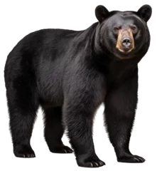 Poster standing black bear isolated on a white background as transparent PNG © Flowal93
