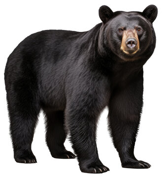 standing black bear isolated on a white background as transparent PNG