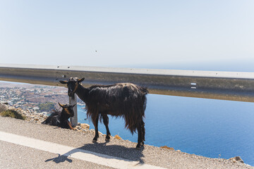 black goat standing on the road, sea on the background. High quality photo