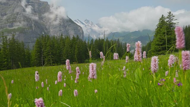 Camera moves across meadow among grass and flowers is Swiss mountains. Alpine summer nature