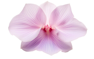 Fototapeta na wymiar Graceful Orchid Petal: A Study in Natural Elegance Isolated on a Transparent Background PNG