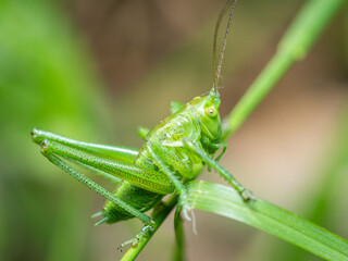 A Great green bush cricket resting on a leaf