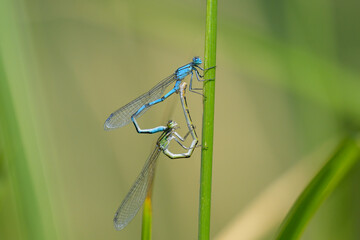A pair of Common blue damselflies resting