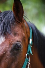 close up of a horse
