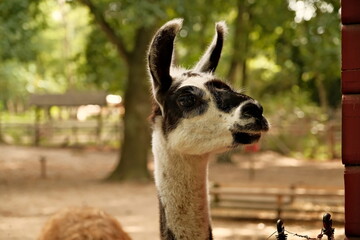 closeup of a brown llama with a long nose