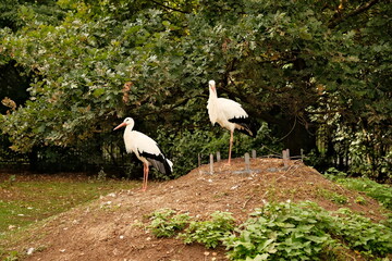 white storks in the wild