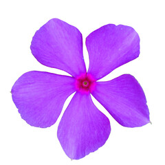 purple flower on transparent background PNG