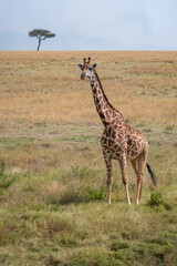 Explorando la belleza salvaje del safari de Kenia, donde majestuosos animales africanos deambulan...
