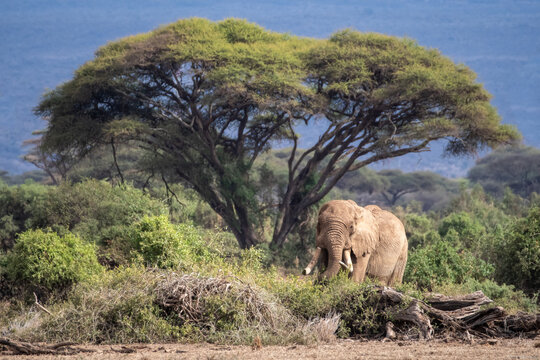 Explorando la belleza salvaje del safari de Kenia, donde majestuosos animales africanos deambulan libres en su h&aacute;bitat natural.
En el coraz&oacute;n de la naturaleza salvaje de Kenia, esta  fotograf&iacute;a. 